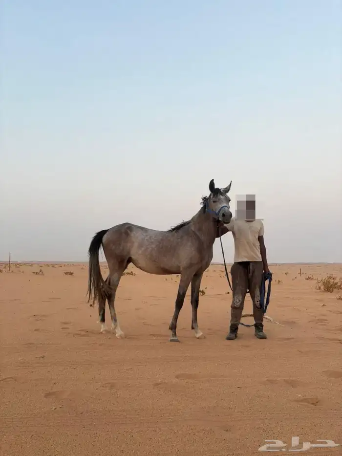 مهره شعبيه 1
