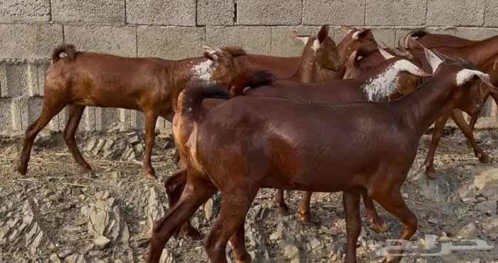 معزا دهم صنف ماشاظ الله تم البيييع 1