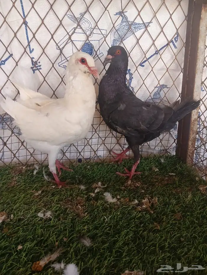 مالتيز 1