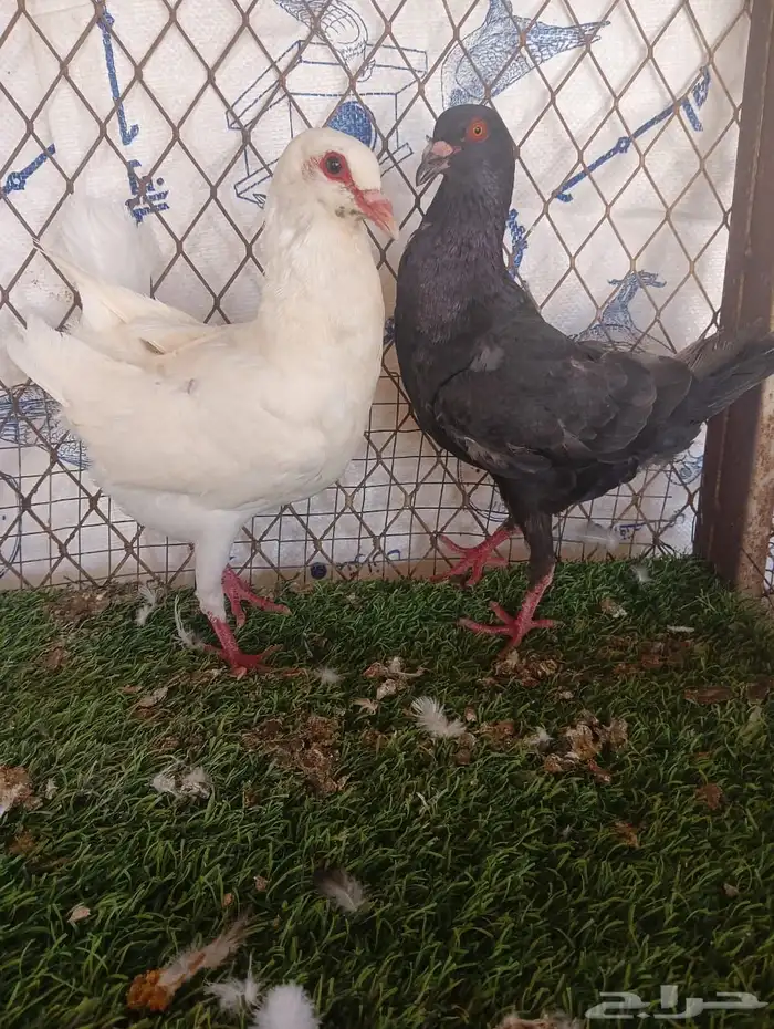مالتيز 0