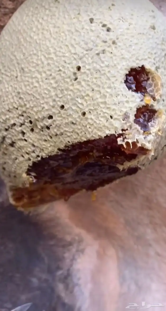 عسل النحل الجبلي الحر 3