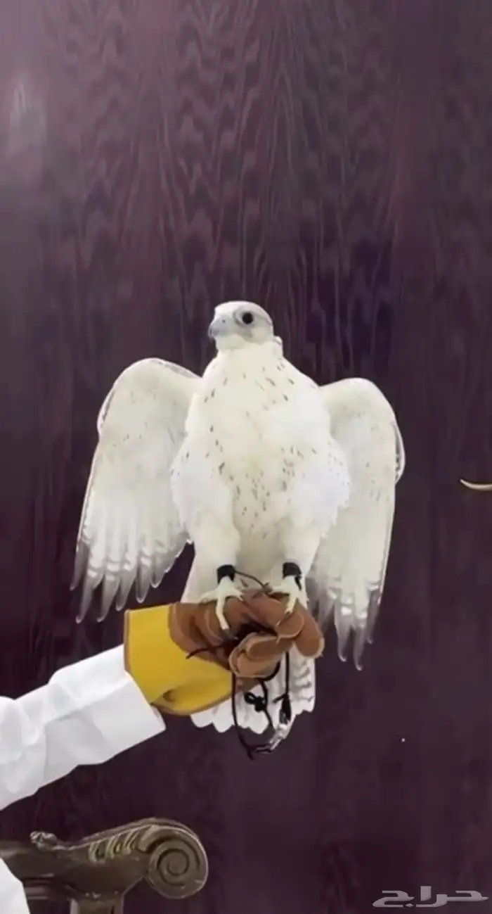 تاجير صقور للمناسبات والاحتفلات مع صقار 0