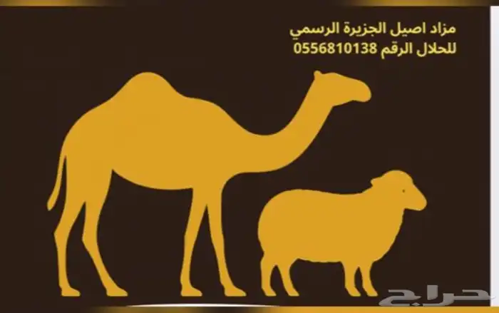 قروب حلال 0