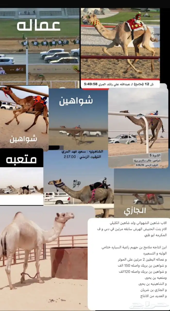 هجن الناقه متلي منتج ولقحه فحل منتج 3