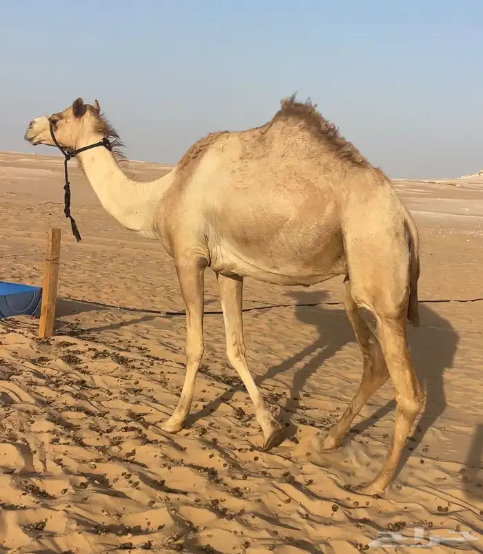هجن الناقه متلي منتج ولقحه فحل منتج 2