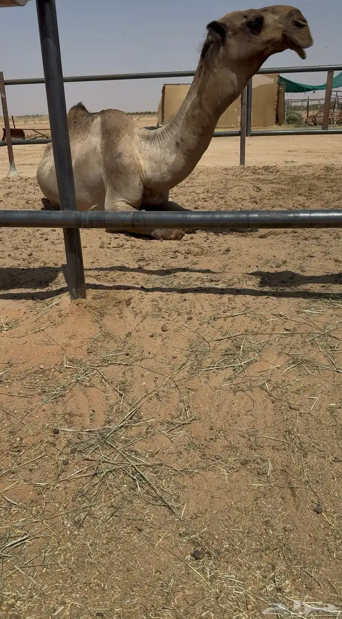 للبيع البعير الكفو 0