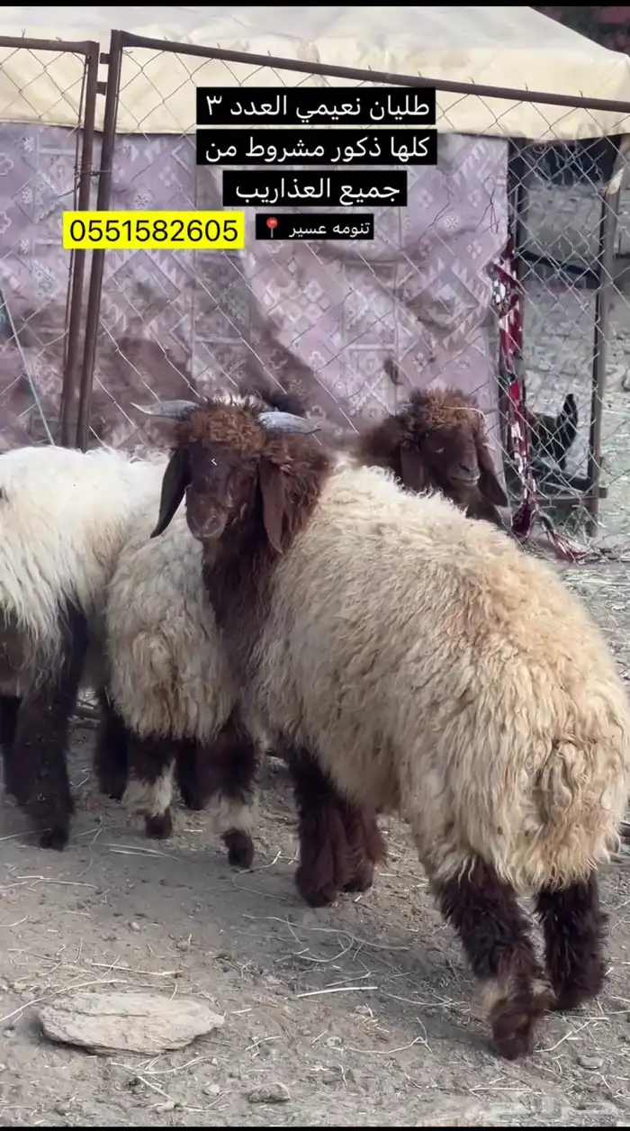 بيع وشراء طيب 3