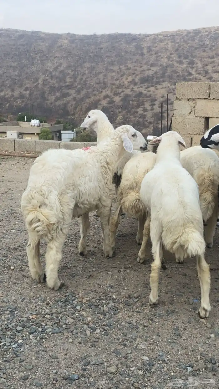 طليان للبيع 2