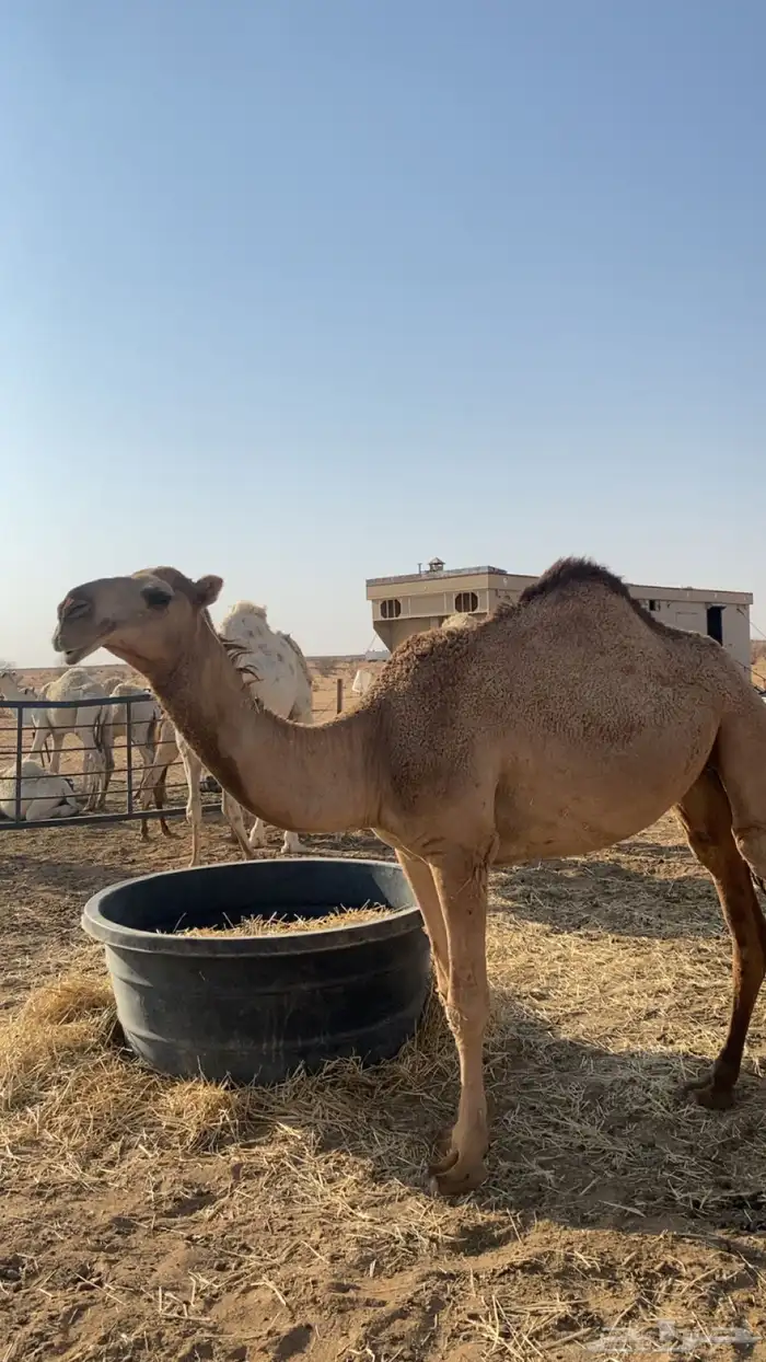 للبيع بكره تدخل لقيه اشتاء 1