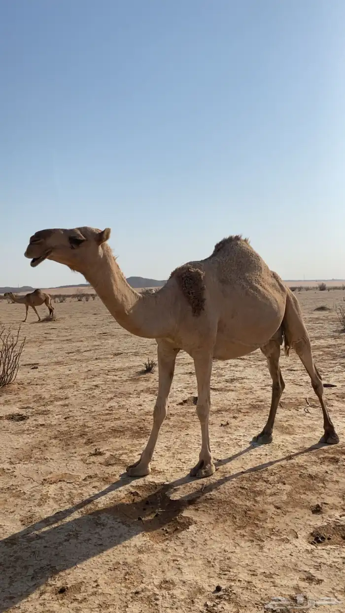 ضروبه 1