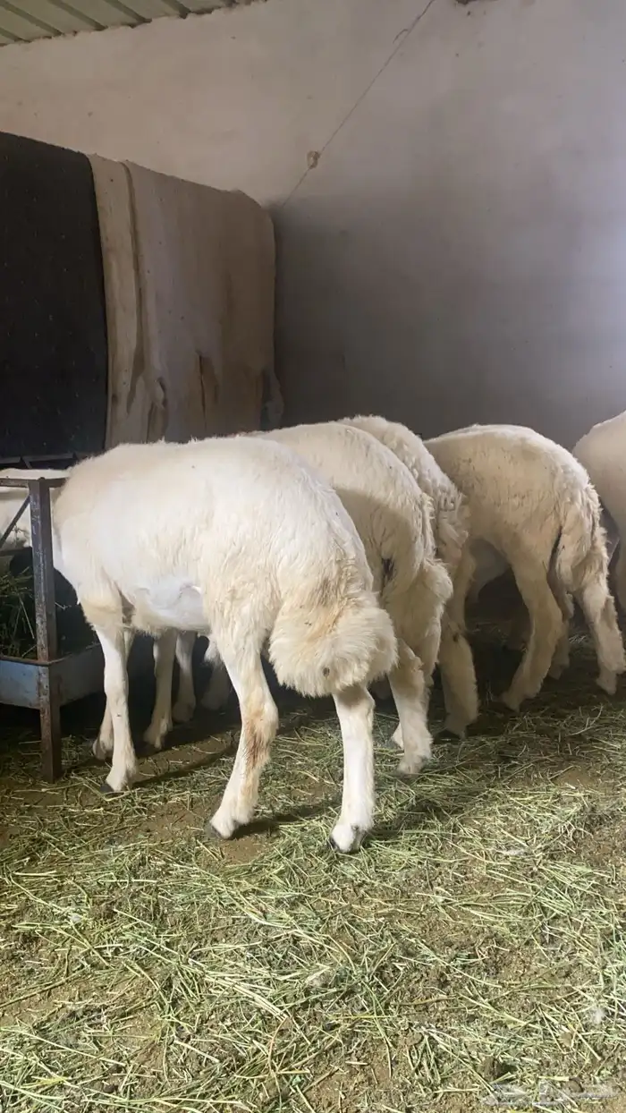 طليان للبيع 1
