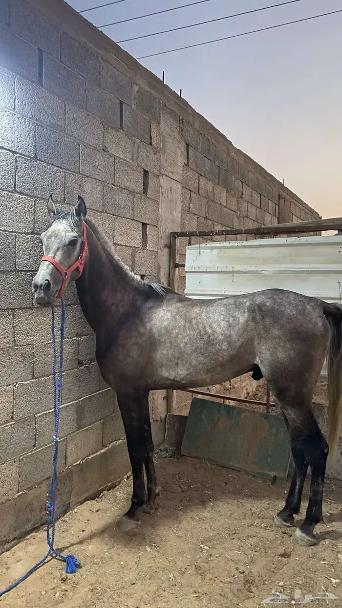 حصان شعبي 0