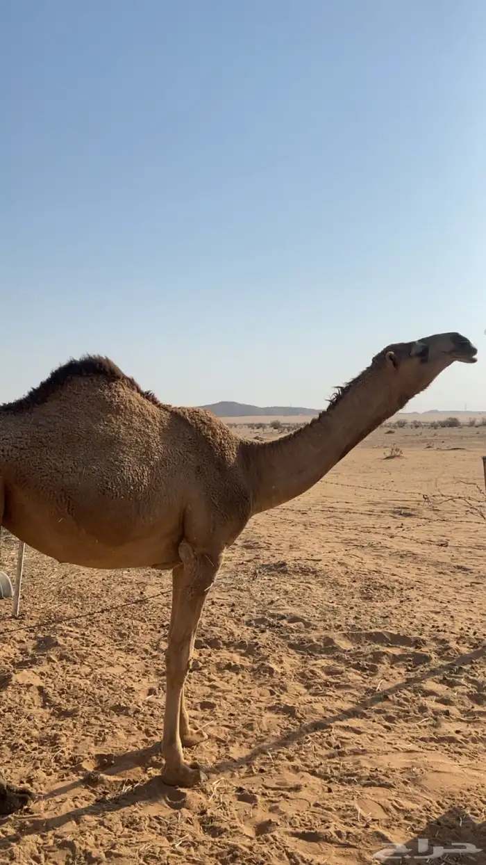 للبيع بكره تدخل لقيه اشتاء 2