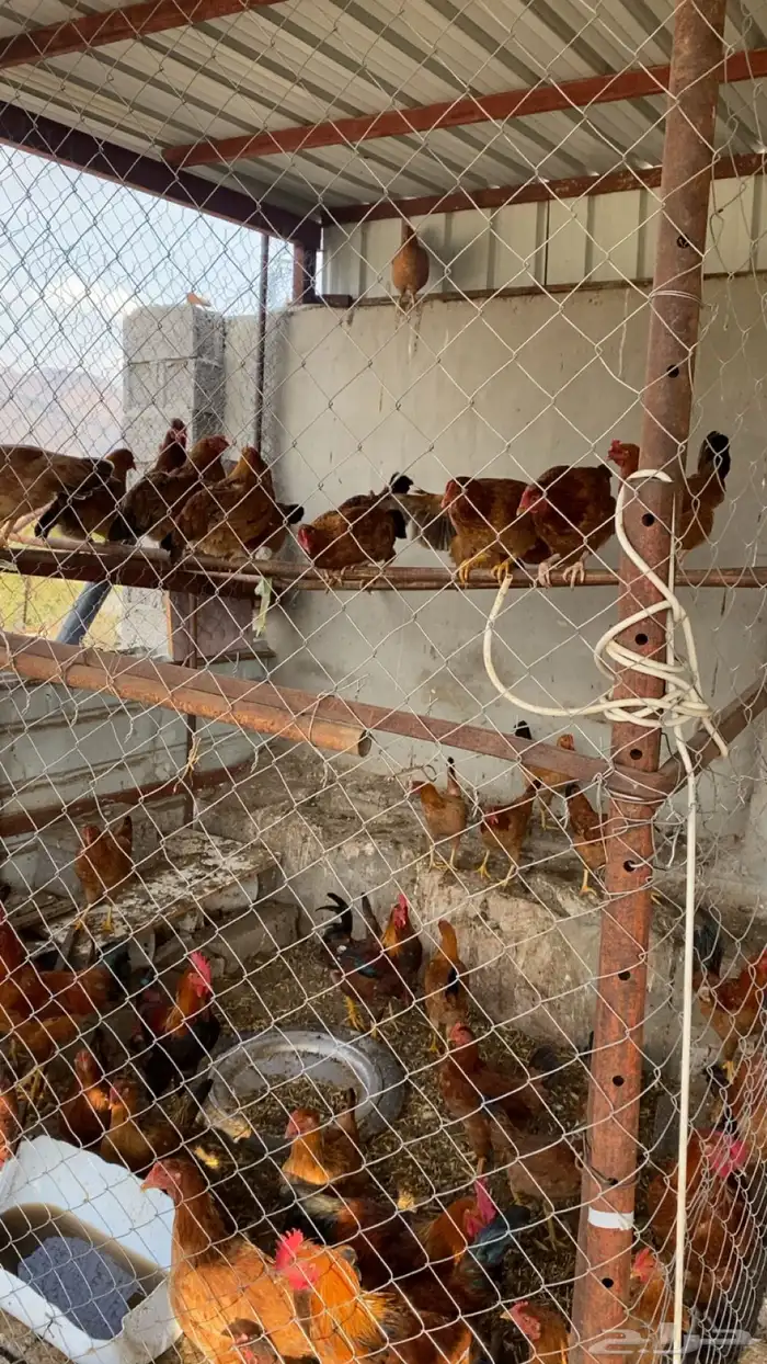 دجاج كبير وصغير 1