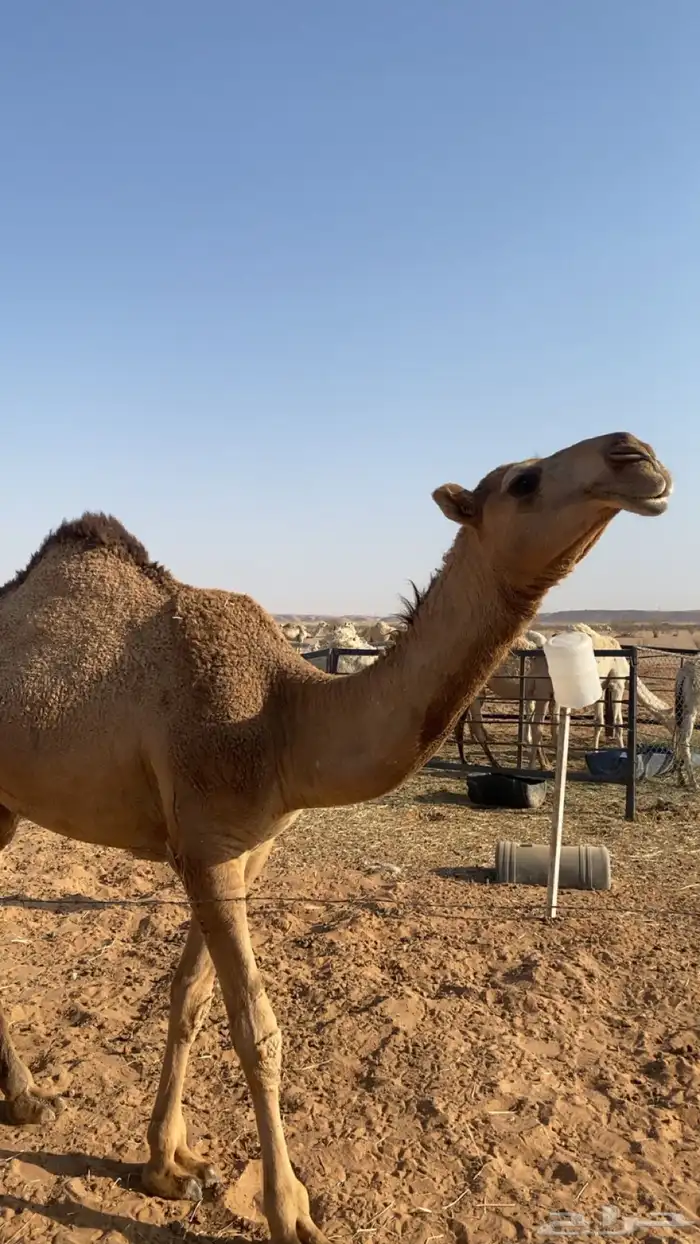 للبيع بكره تدخل لقيه اشتاء 0