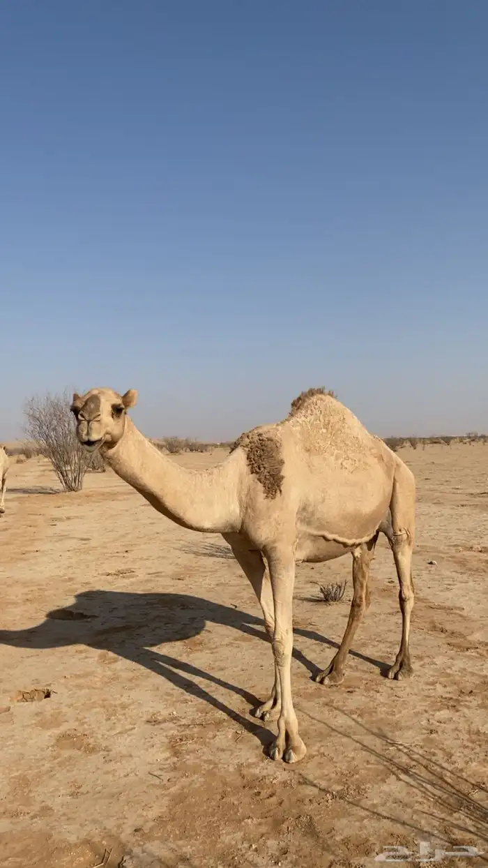 ضروبه 0