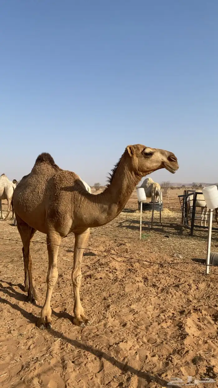 للبيع بكره تدخل لقيه اشتاء 3