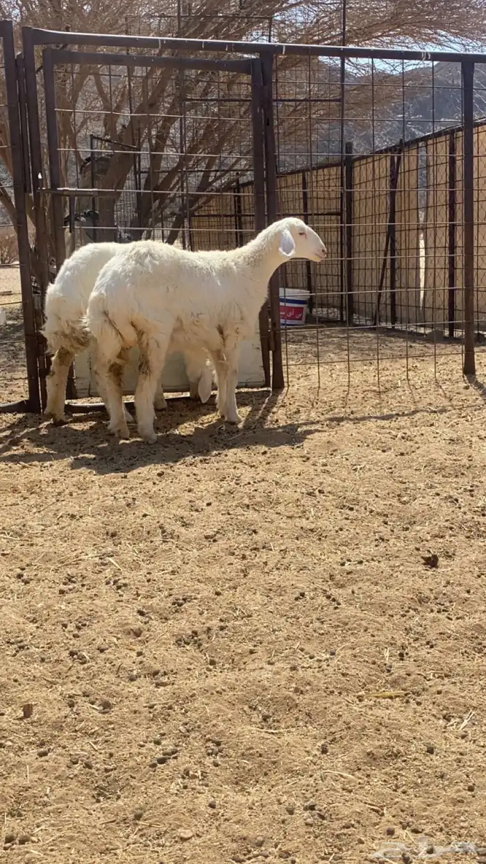 طليان للبيع 1