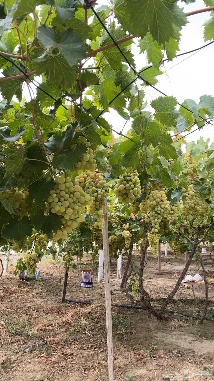 عنب درجة أولى 0