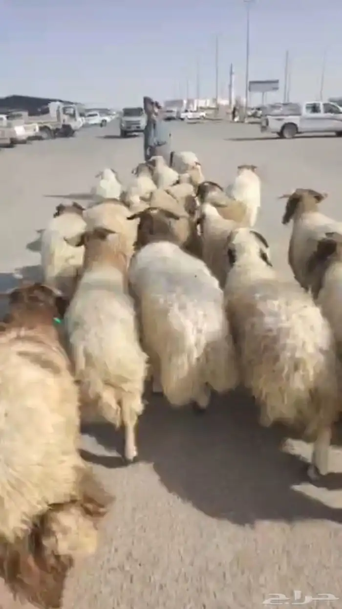 للبيع خرفان جبره 0