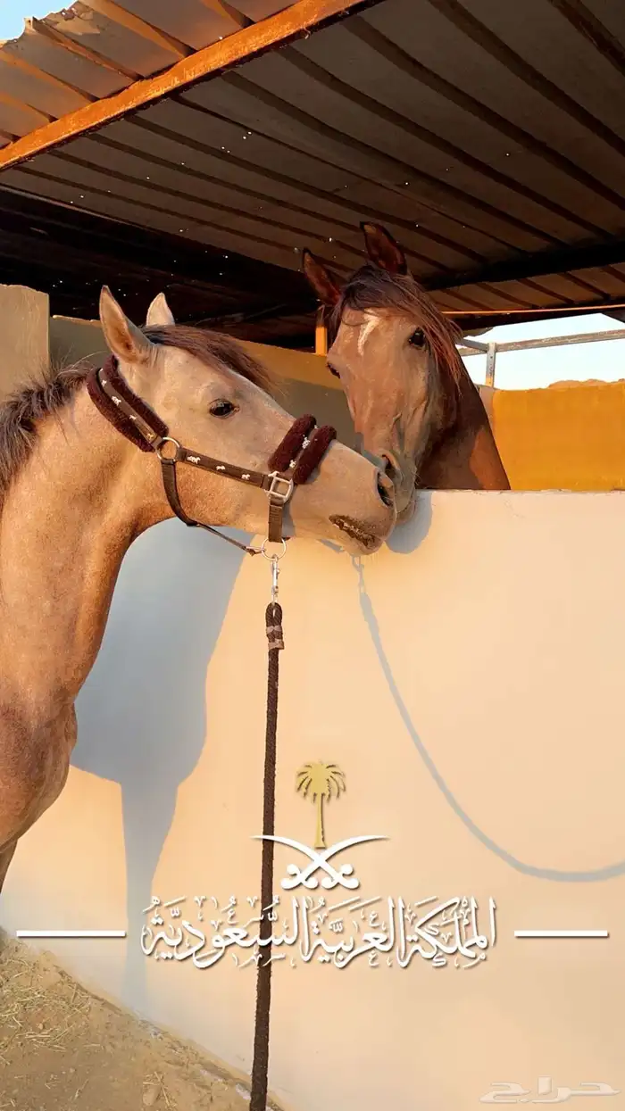 خيل شعبي 1