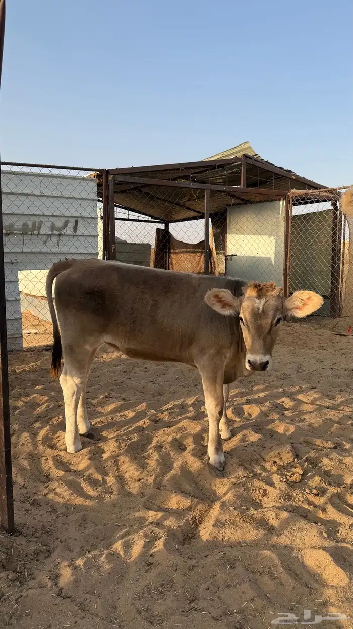 أبقار وعجول اصلية للبيع 3