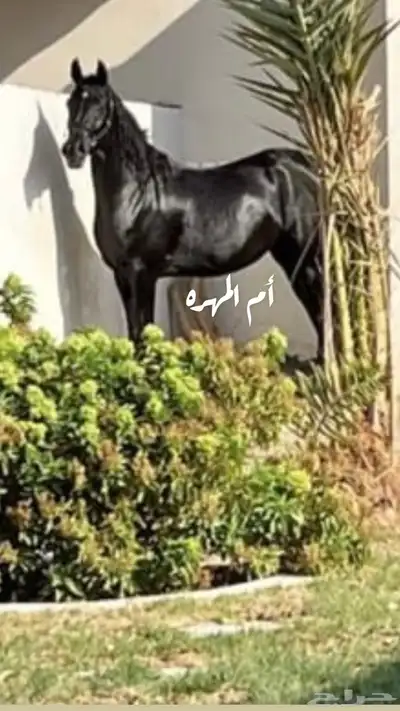 اللبيع مهره واهو بنت كنز الفارس index