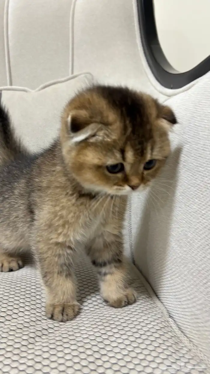 قطط سكوتش 9