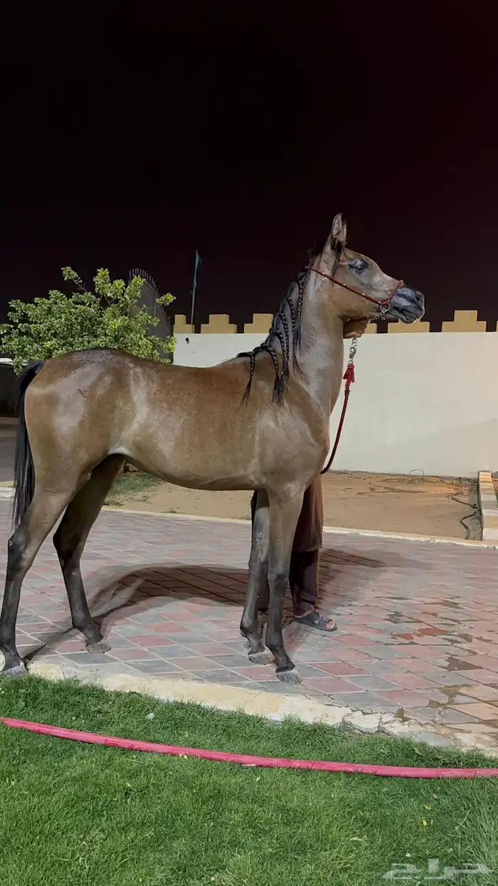 مهره شعبيه من فواخر الشعبيات 1