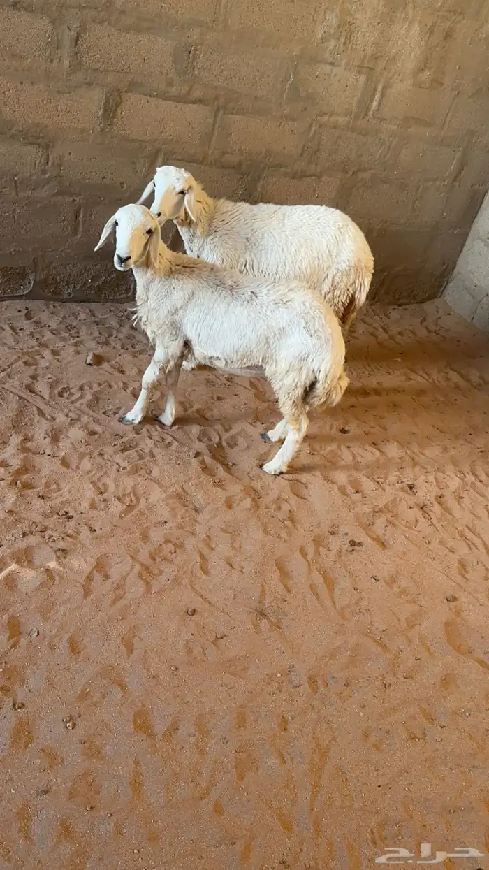 رخال حريات 0