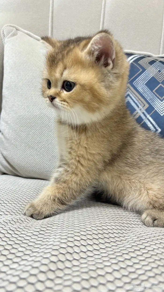 قطط سكوتش 8