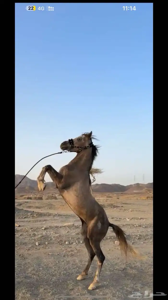 خيل شعبي 0
