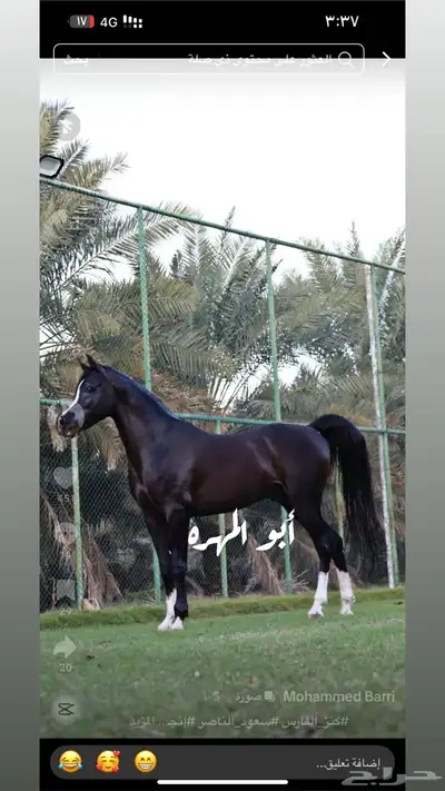 اللبيع مهره واهو بنت كنز الفارس index