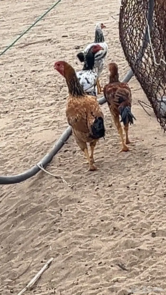 دجاج باكستانية مع ثلاثة 0