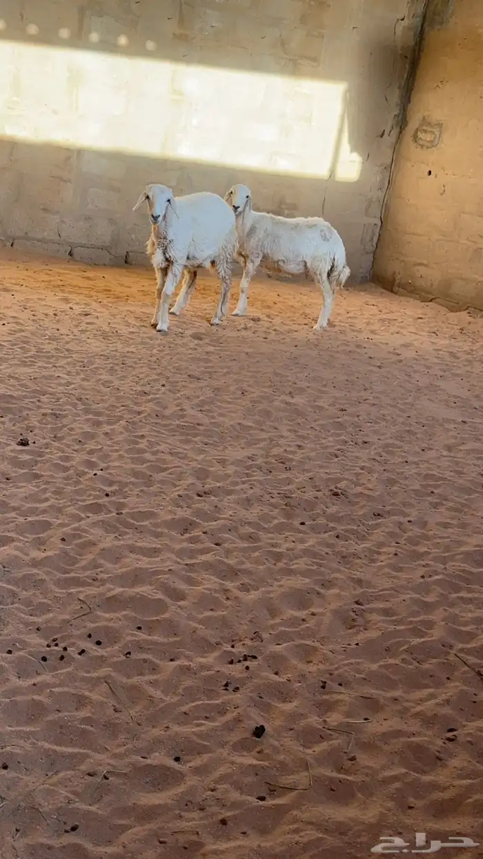رخال حريات 2