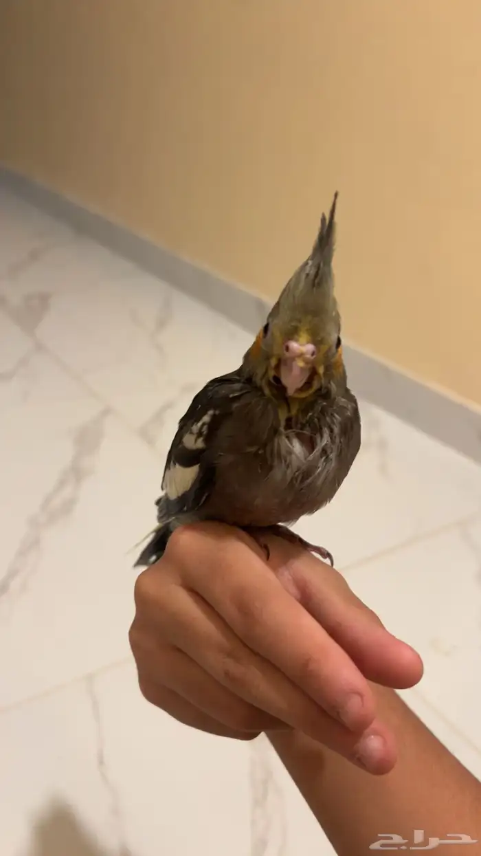 فرخ كروان الون موضح بصوره ( نورمال) العمر32 مولود28 يوليو 1
