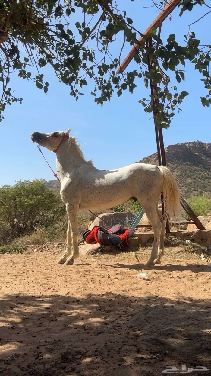 خيل واهو 2