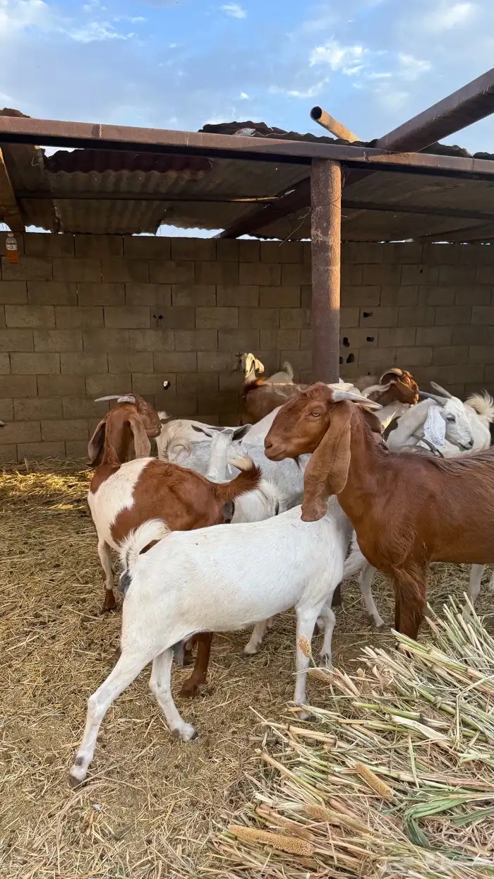 معزا بيشيات 2
