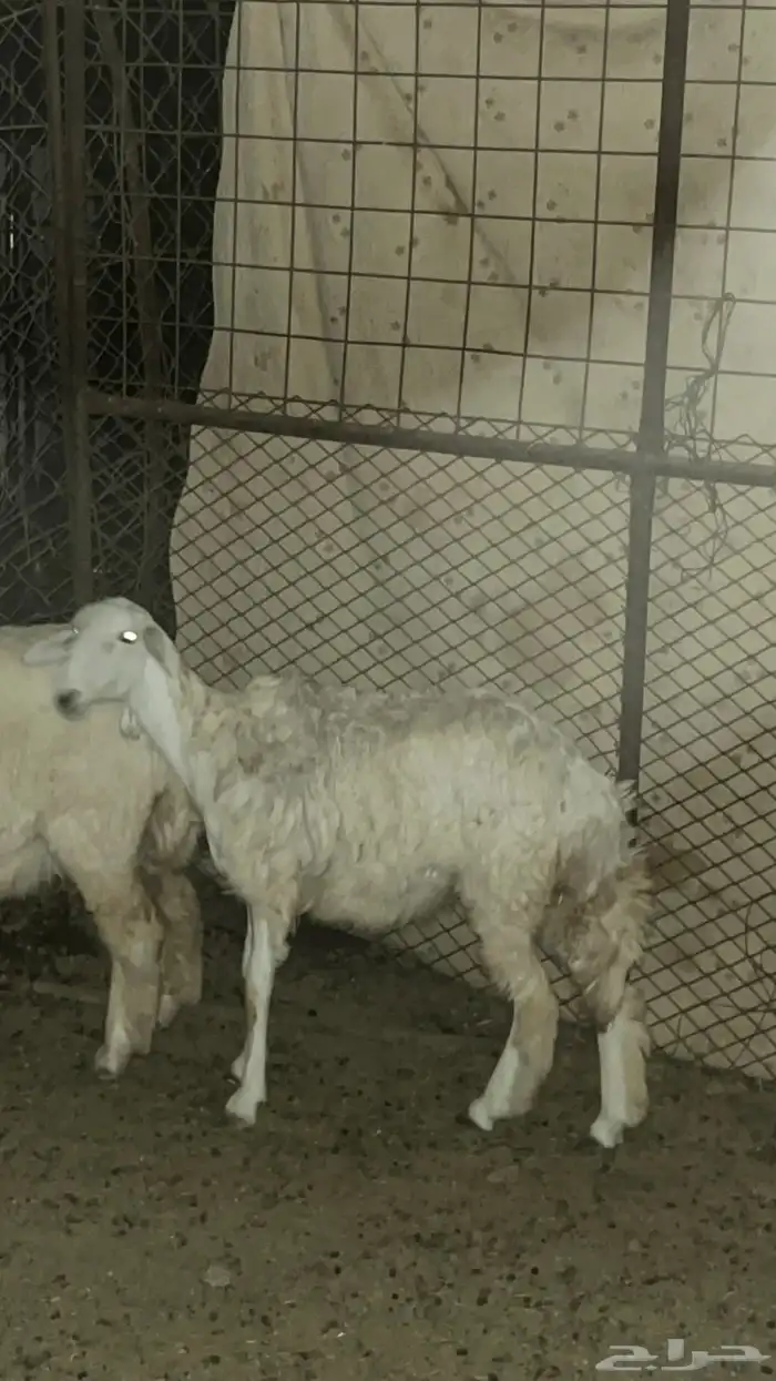 السلام عليكم 0
