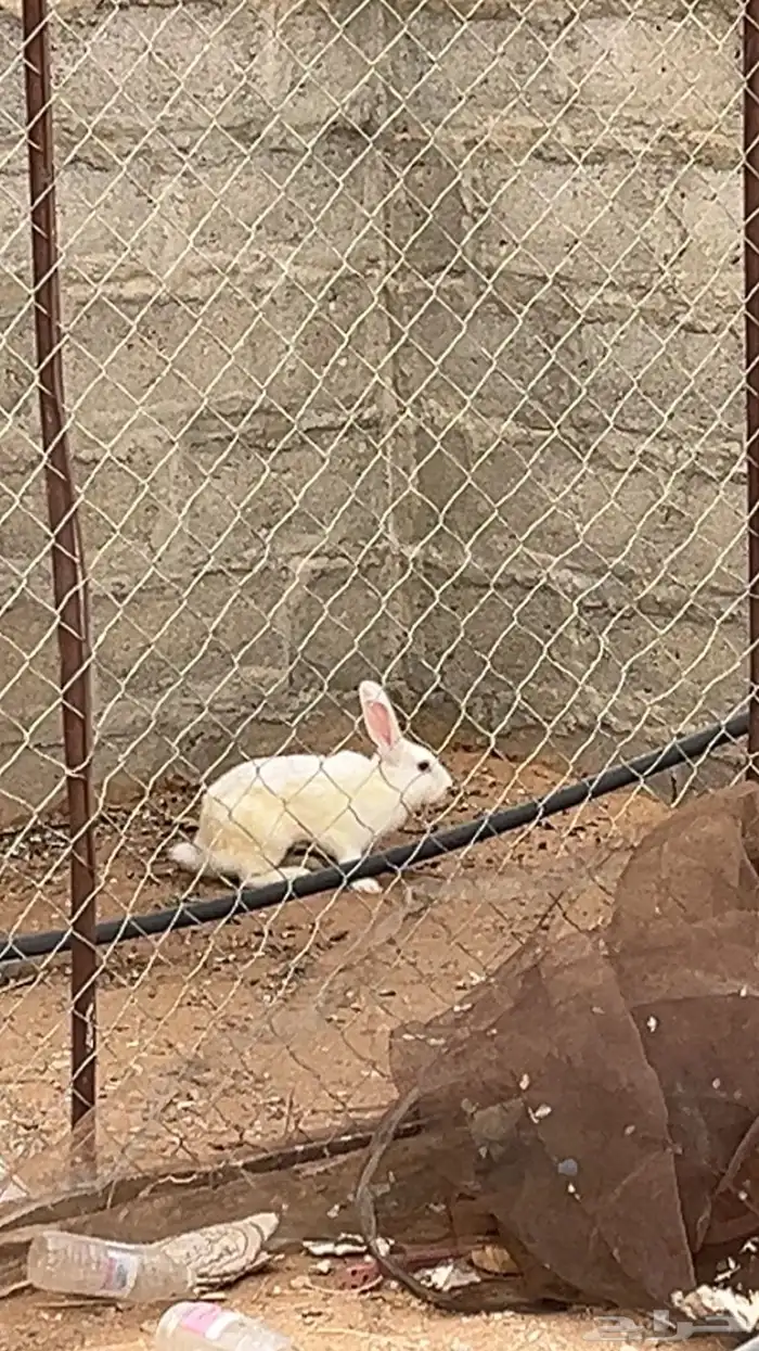 ارانب للبيع 3