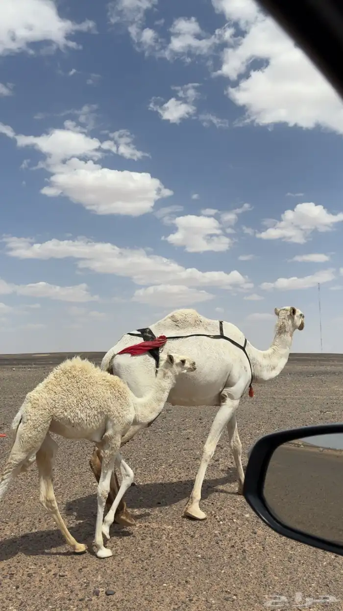 بكره عمرها3شهور 0