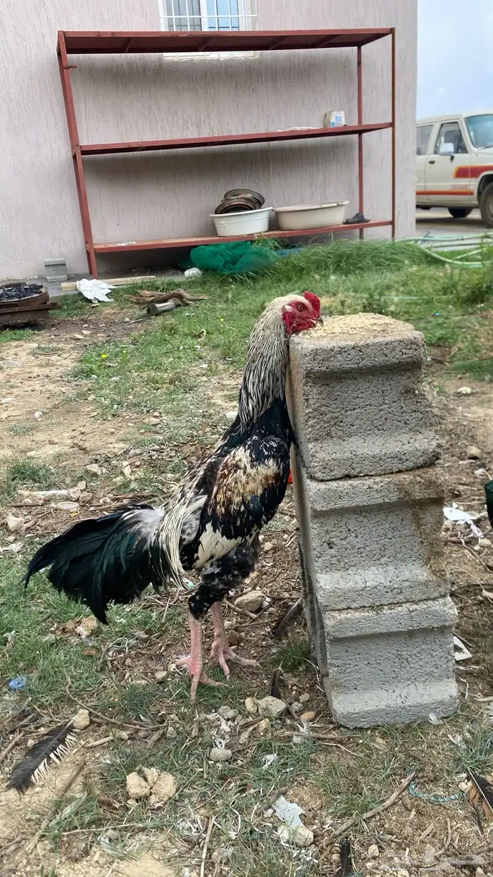 ديك سندي بشاير 0