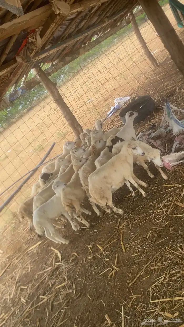 رخال بلدي فاخر 1