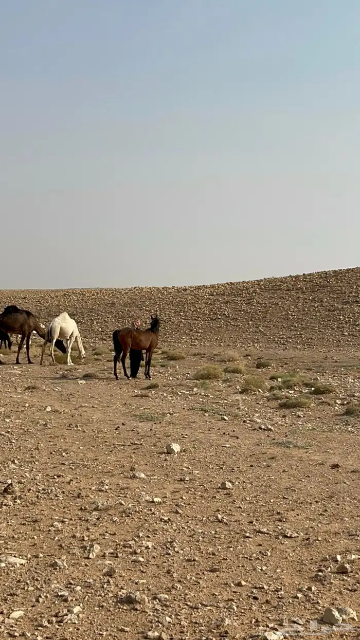 حصان عربي شعبي 6