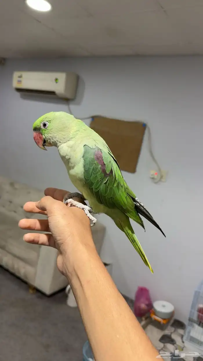 للبيع دره نيبالي 1