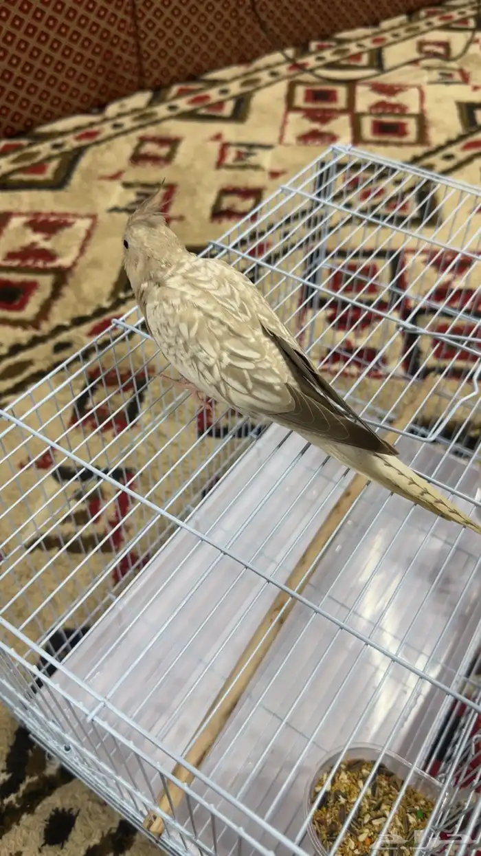 كروان هولندي ذكر 2