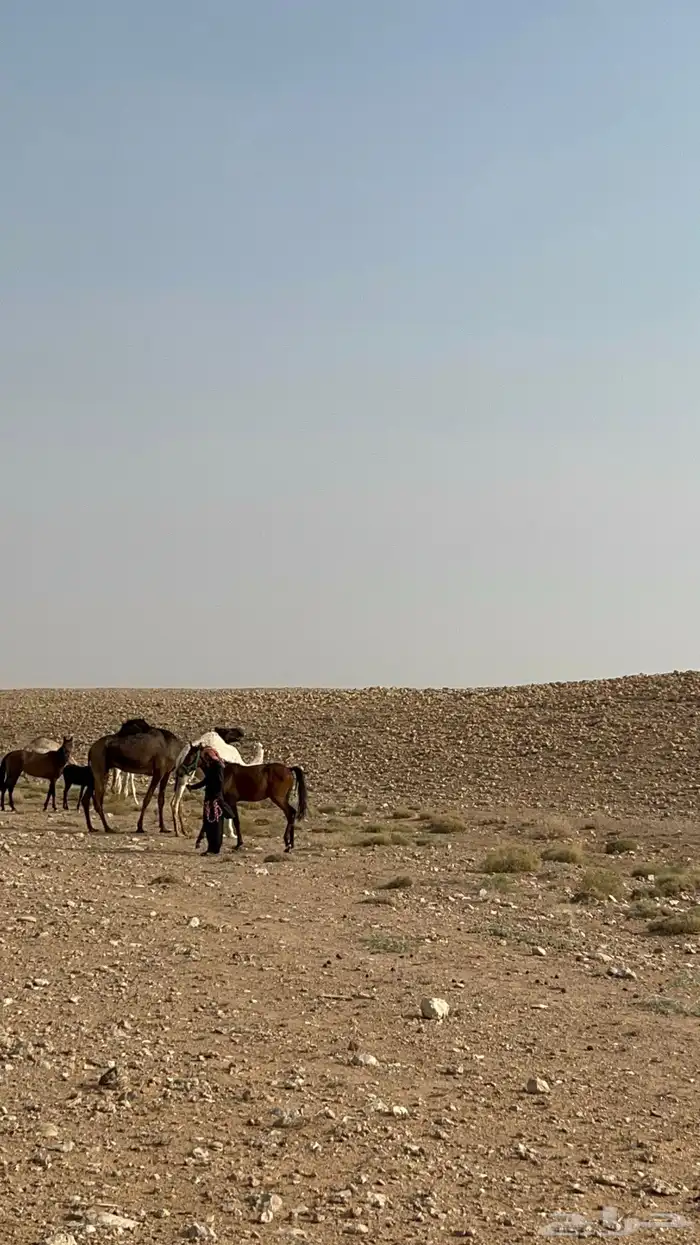 حصان عربي شعبي 0