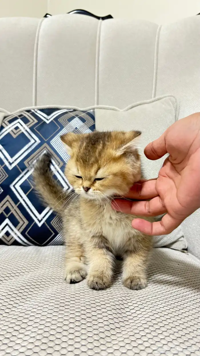قطط سكوتش 7