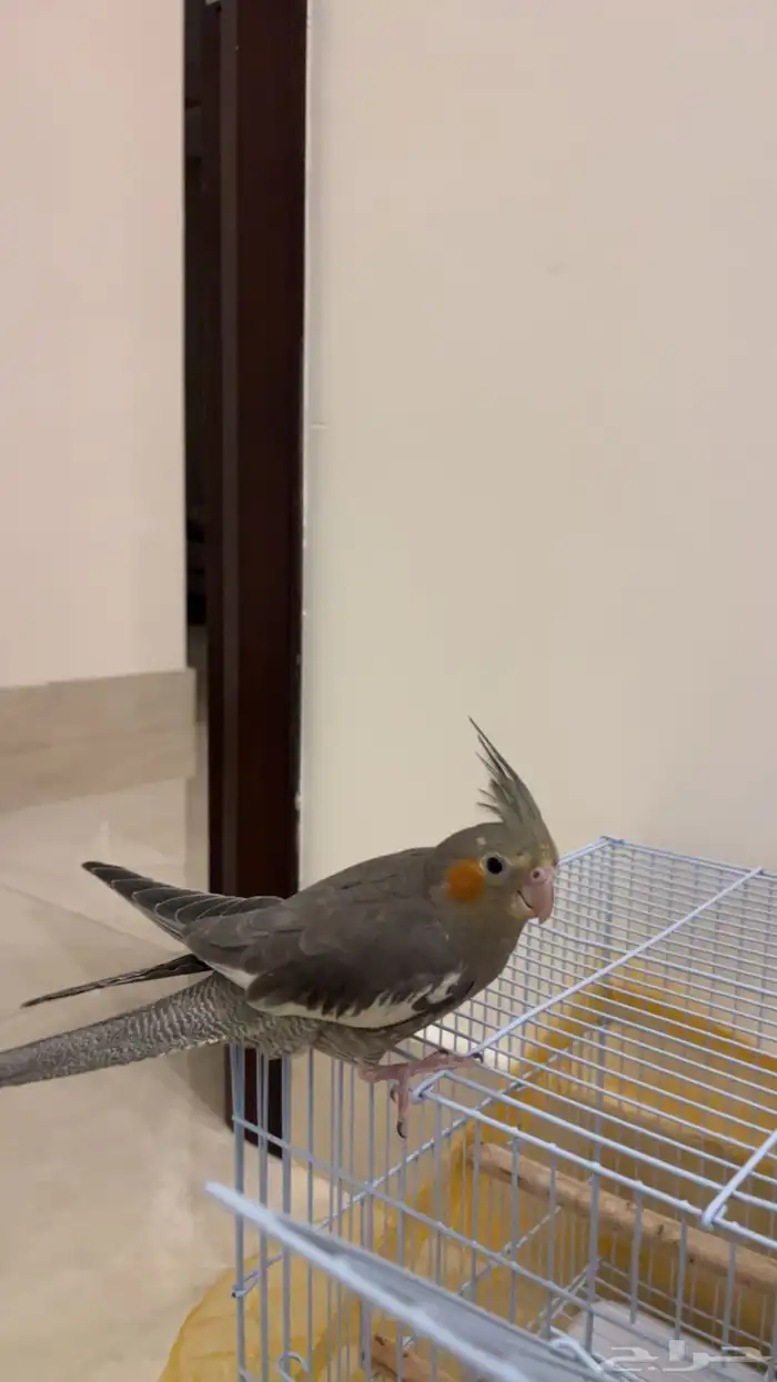 كروان للبيع 1