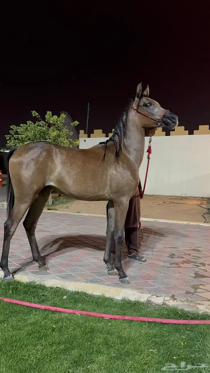 مهره شعبيه من فواخر الشعبيات 2